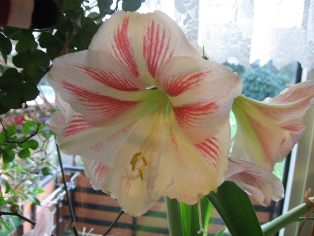1299_Amaryllis