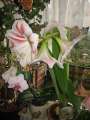 1298_Amaryllis