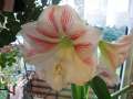 1299_Amaryllis