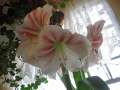 1300_Amaryllis
